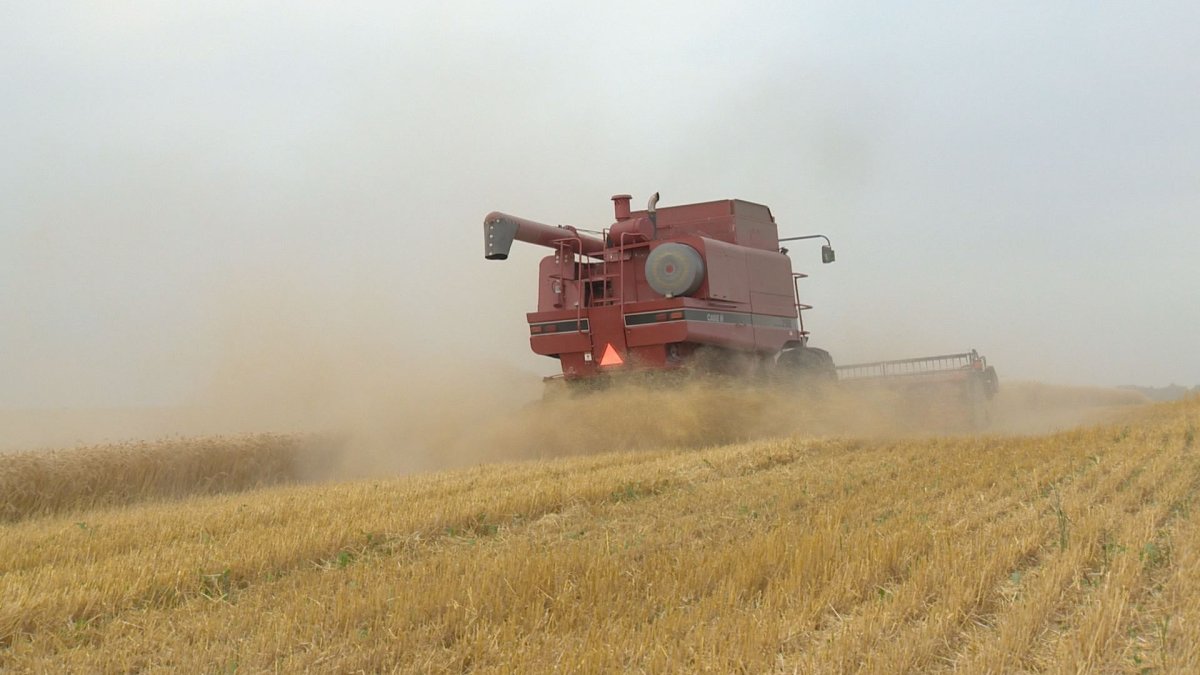 Bill Gehl combines his wheat field north of Regina. 