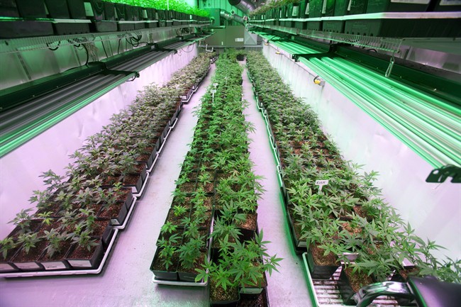 Cannabis plants intended for the medical marijuana market grow at OrganiGram in Moncton, N.B., in an April 14, 2016, file photo.