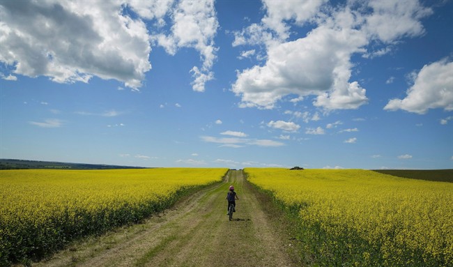 A cyclist passes between two canola fields on an afternoon trail ride near Cremona, Alta., in a July 19, 2016, file photo.