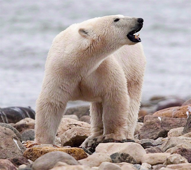 Polar bears besiege Russian scientists for days before supply ship