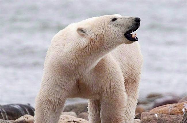 A male polar bear walks along the shore of Hudson Bay near Churchill, Man. on Aug. 23, 2010. 
