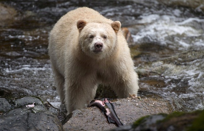 Private land within Great Bear Rainforest donated to Nature Conservancy - image