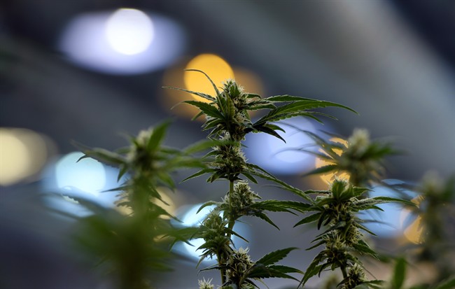 A marijuana plant is pictured in a file photo. On Friday, Nova Scotia RCMP announced they had dismantled a grow op in Gold River.