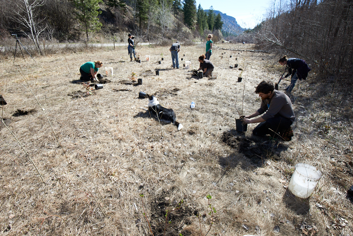 Penticton tree planting to help protect wetlands - image