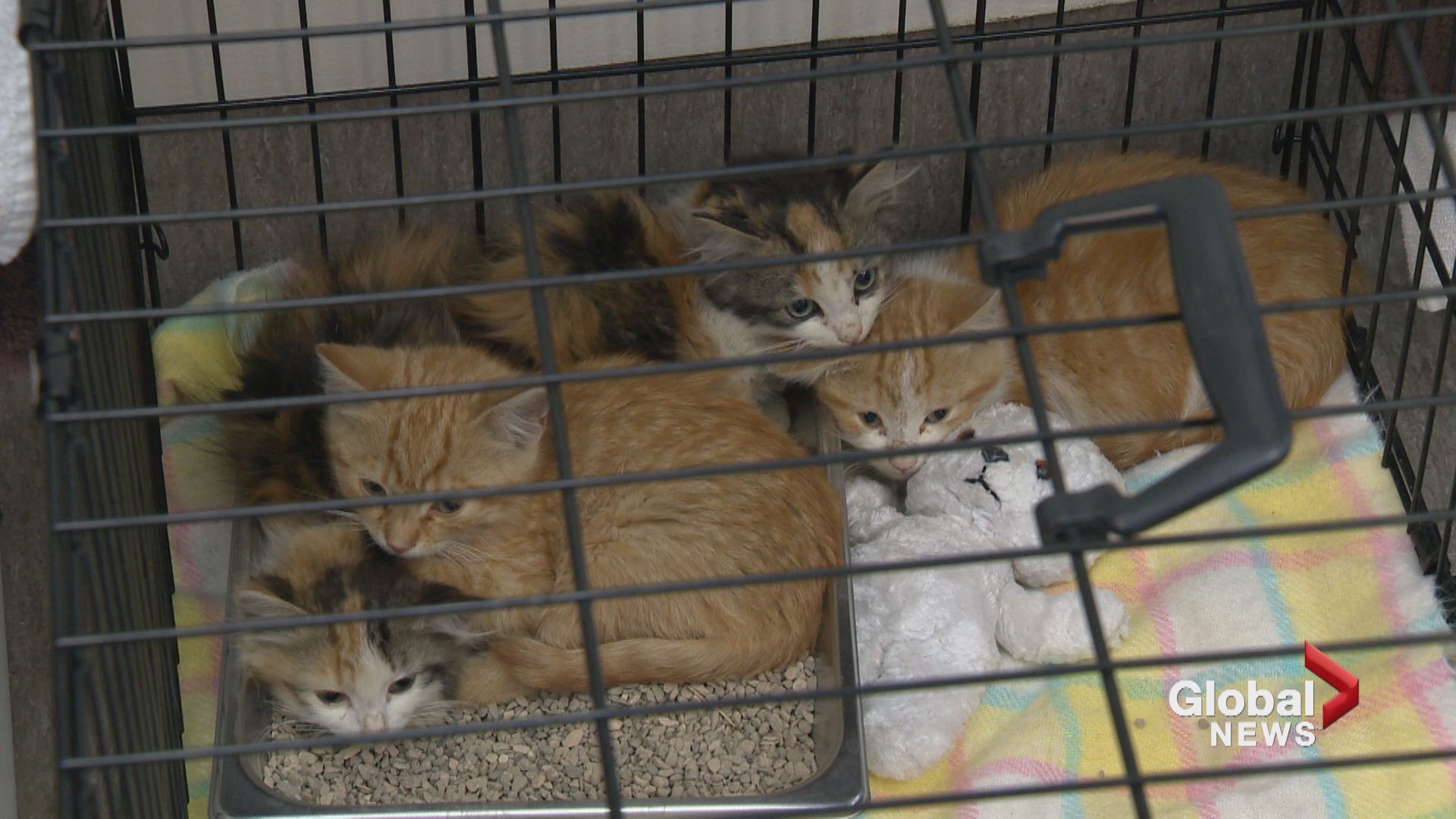 Humane society seeks owner of 4 kittens left in Calgary ...