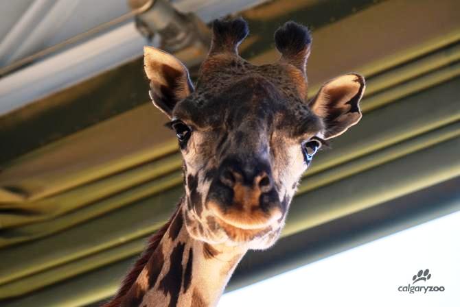 The Calgary Zoo's Masai giraffe, Emara, gave birth to a calf on Dec. 28, 2017 that has since died.