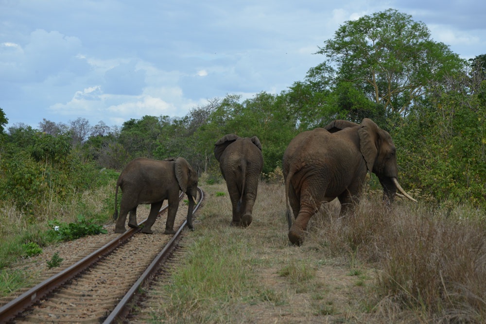 African Elephant Populations Down 30 Per Cent According To New Census   Gecphoto15 