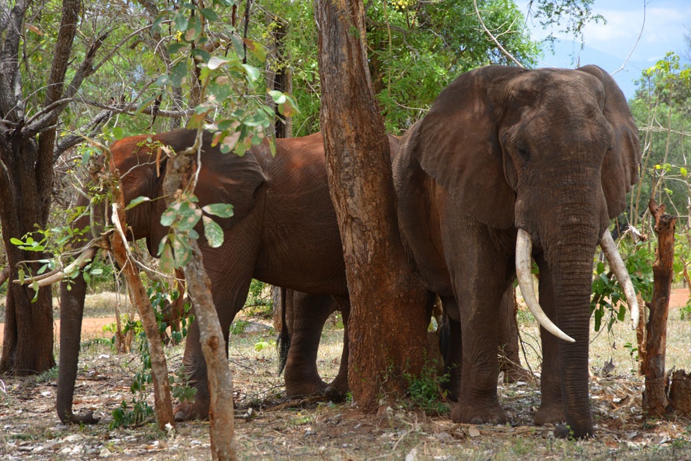 African elephant populations down 30 per cent according to new census