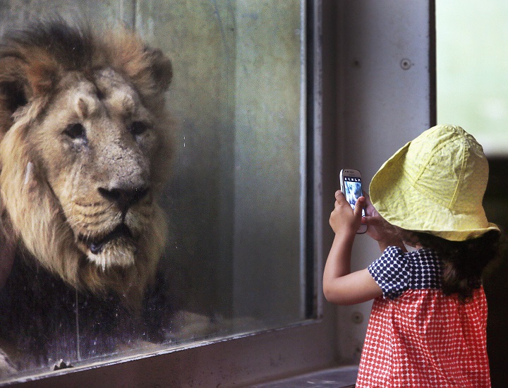 A young girl uses a smartphone to take a picture of a lion at the zoo in Frankfurt, Germany, Tuesday, Sept. 13, 2016.
