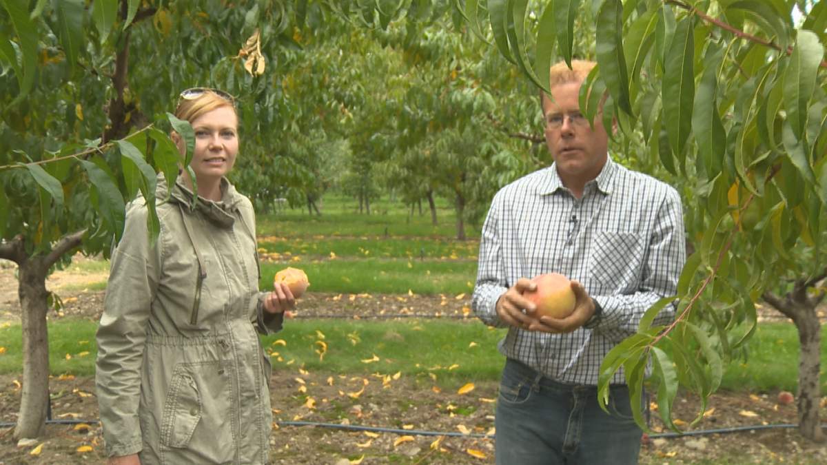 Robert and the giant peach: a Kelowna tale - image