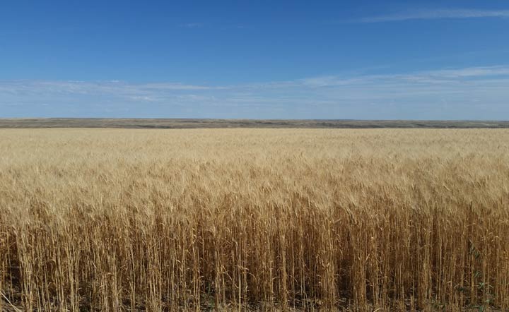 Sept. 16: This Your Saskatchewan photo was taken by Juliana Marques in Grasslands National Park.