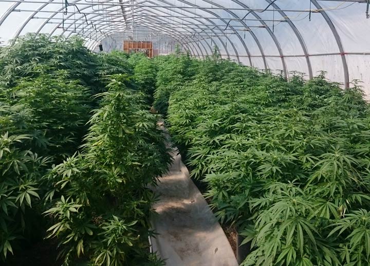 Saskatchewan RCMP have released more details about a "sophisticated" grow-op they uncovered last week.