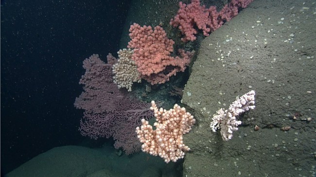 Bubblegum coral is shown in a handout photo. In a dark corner of the Atlantic Ocean, amid a pair of steep-sided canyons far off the southwest coast of Nova Scotia, there's a welcoming home for schools of fish decorated with coral so colourful its official name is bubblegum.