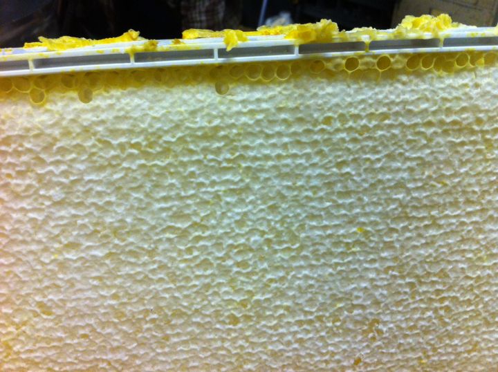A full frame of honey from the hive at the Shaw Conference Centre.