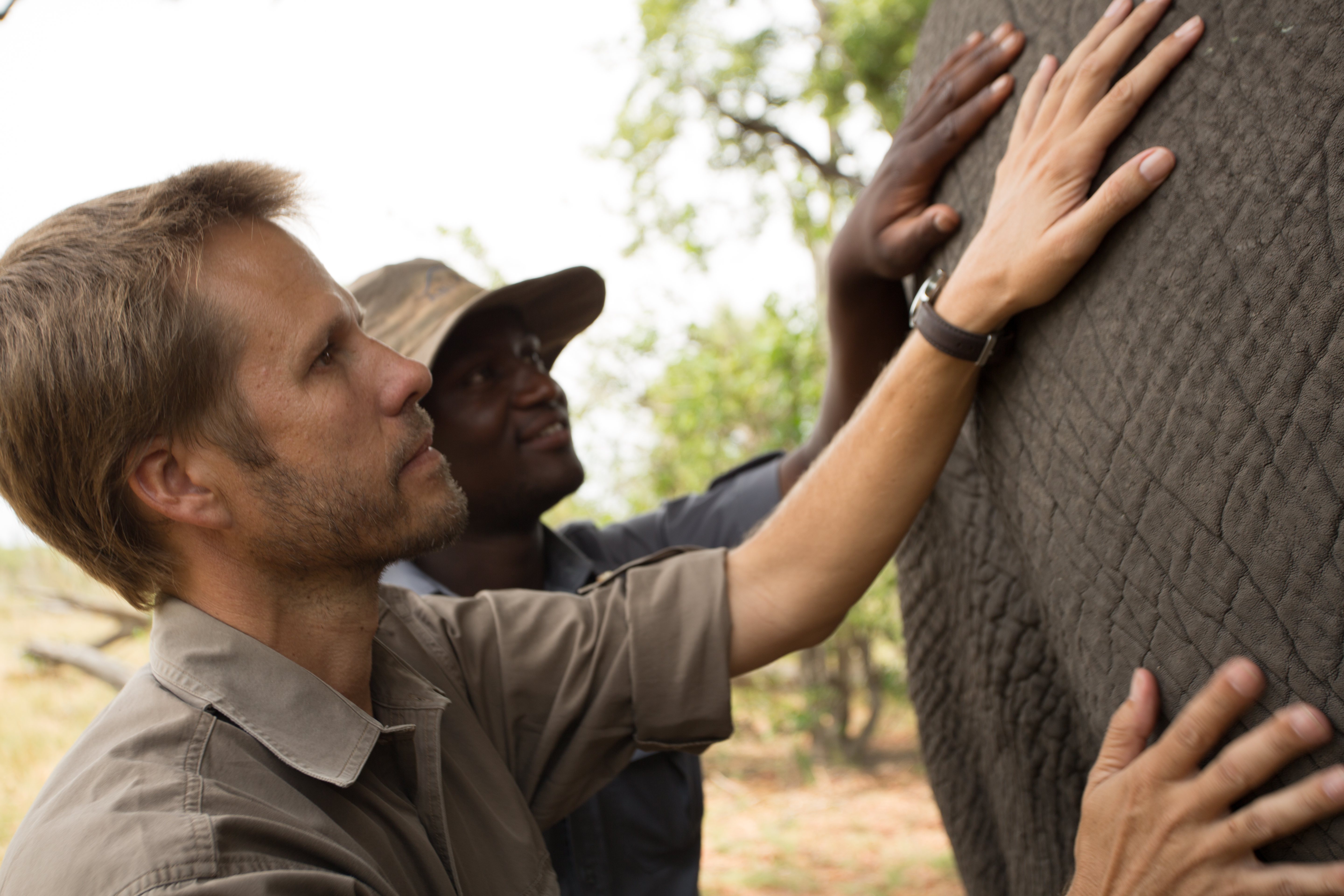 African Elephant Populations Down 30 Per Cent According To New Census   Image 1 