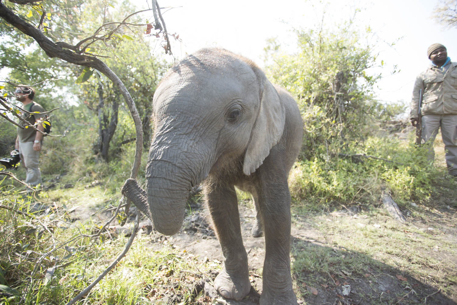 African Elephant Populations Down 30 Per Cent According To New Census   Image 2 