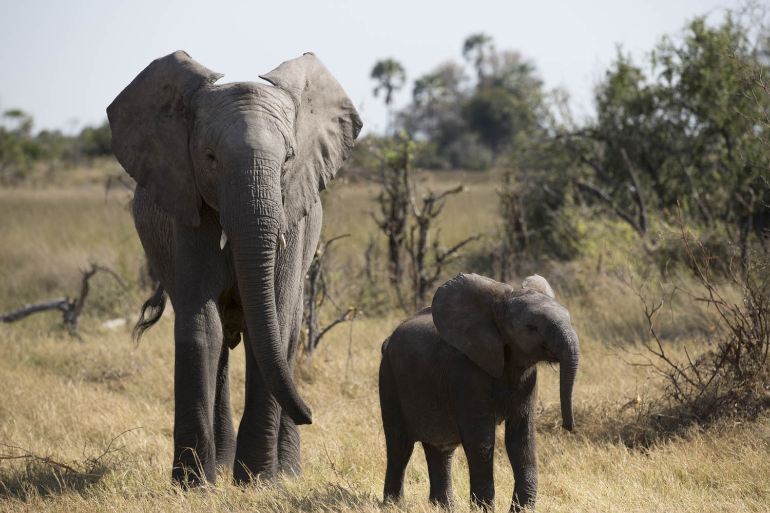 African Elephant Populations Down 30 Per Cent According To New Census   Image 3 