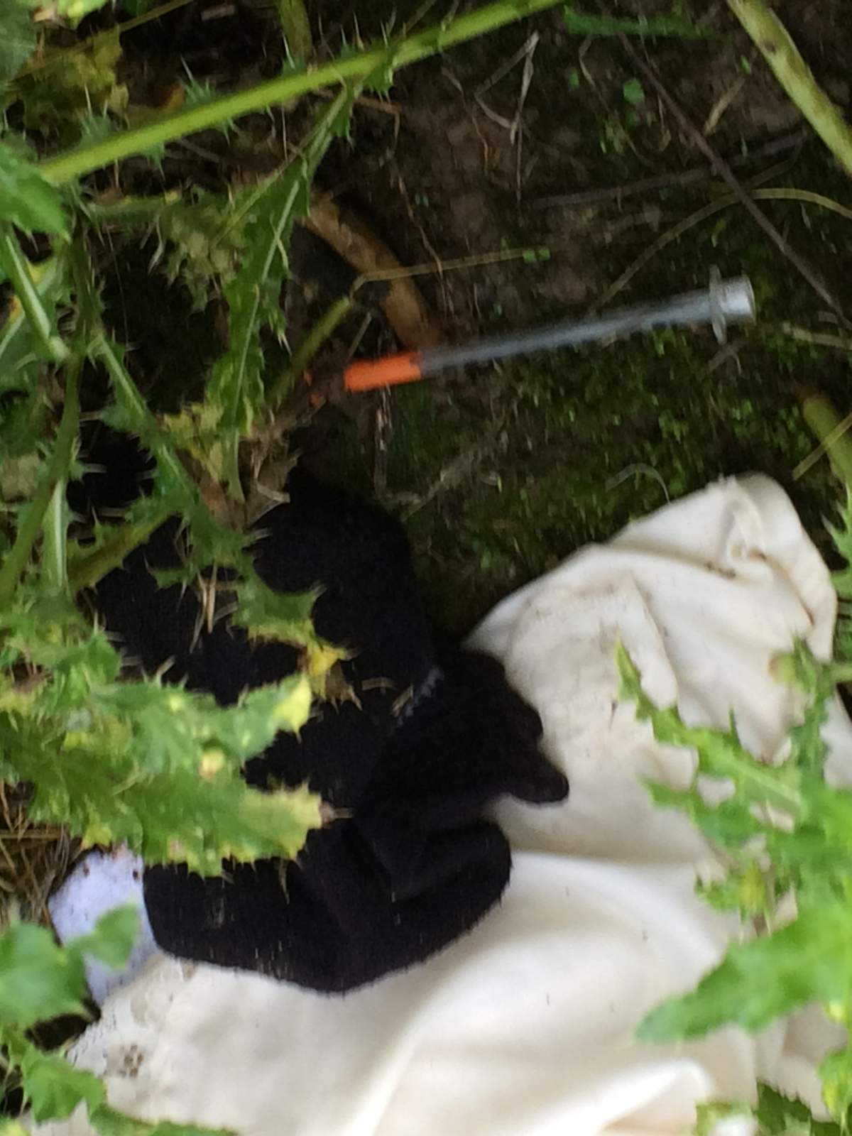 Chilliwack school field littered with needles and condoms - image