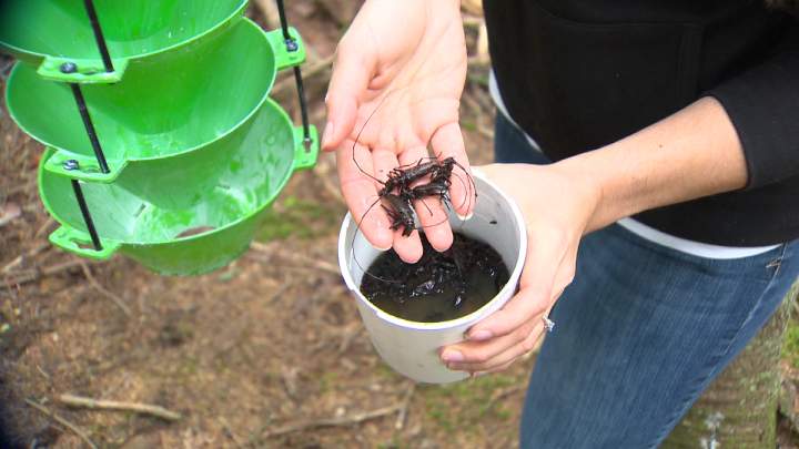Invasive Insect Infestation Invasive Insect Infestations | News, Videos & Articles