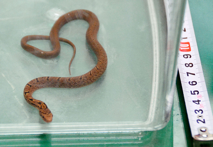 A snake lays in a container after it was caught on bullet train, in Hamamatsu, central Japan, Monday, Sept. 26, 2016. 