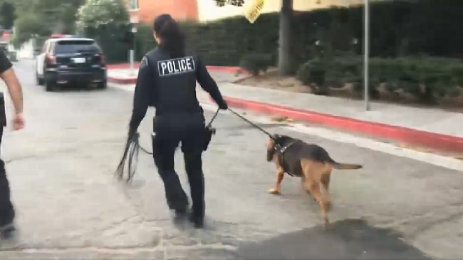 LAPD used police dogs in an effort to track the suspect.