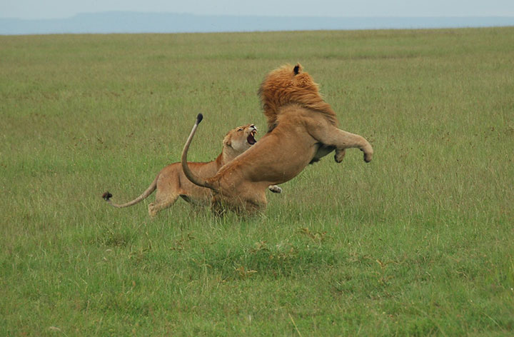 Think lions are the most violent mammal? Guess again.