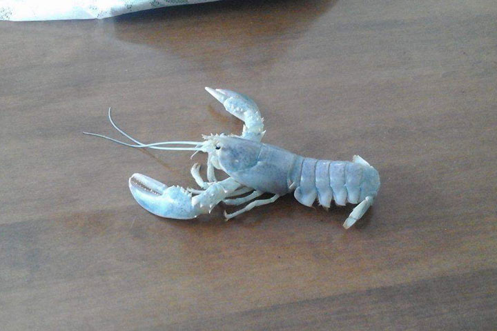 Rare albino lobster caught by Eugene Richard of NB.