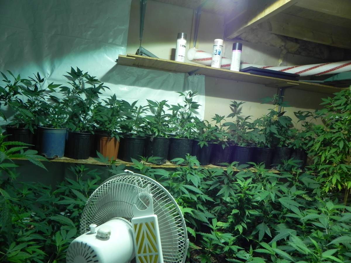 Two Manitobans have been charged with drug offences after RCMP busted a marijuana grow up in Lorette, Man.