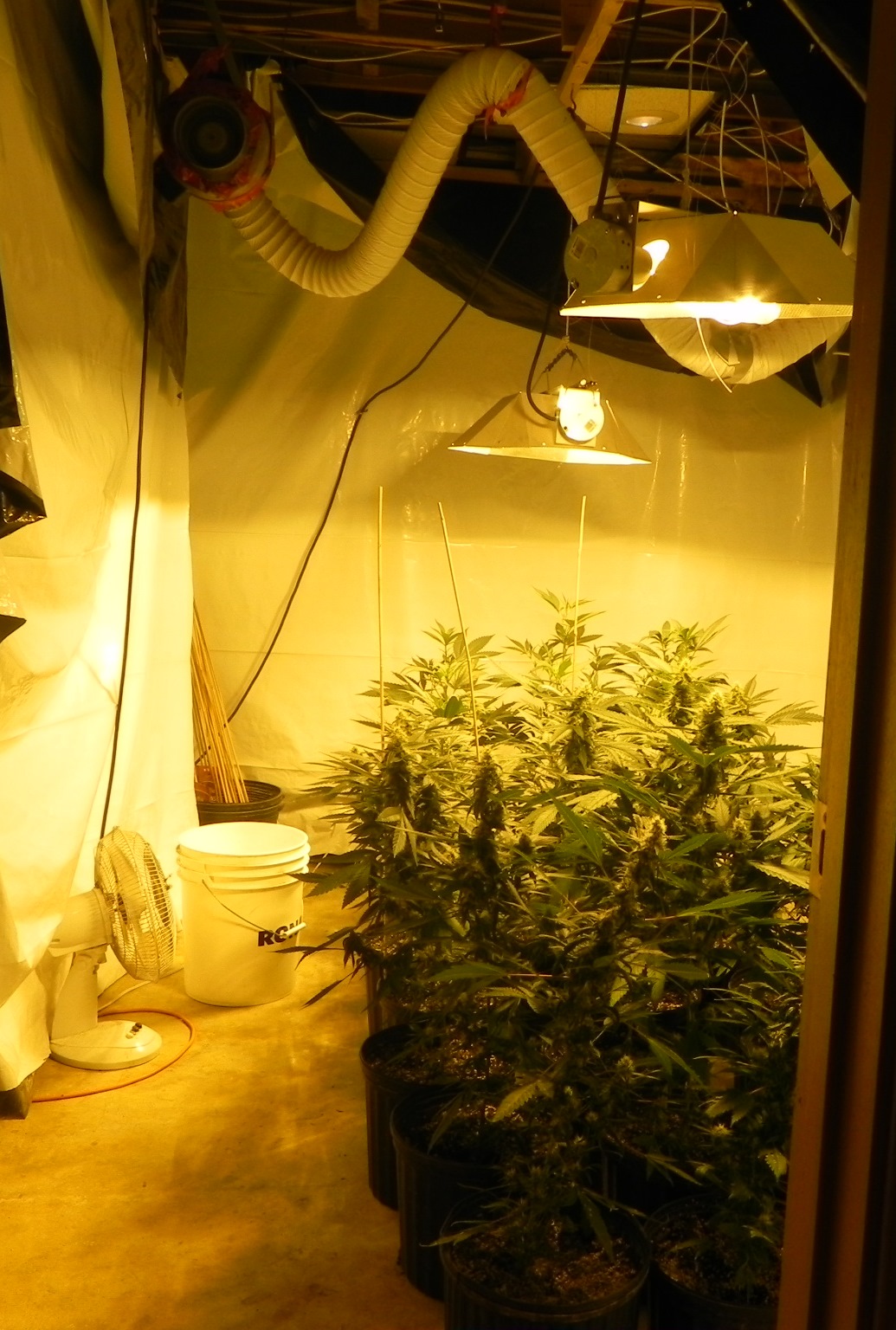 Large-scale marijuana grow operation in Lorette busted by RCMP - image