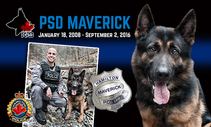Hamilton police dog dies unexpectedly, days before retiring at home with partner - image