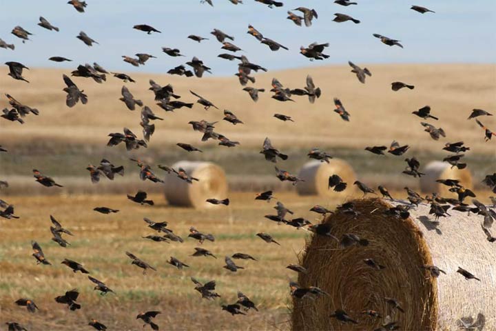 Sept. 12: This Your Saskatchewan photo was taken by Amanda Risling near Wilkie.