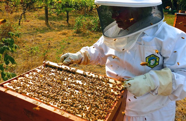 Beekeepers are worried about market prices in the U.S.