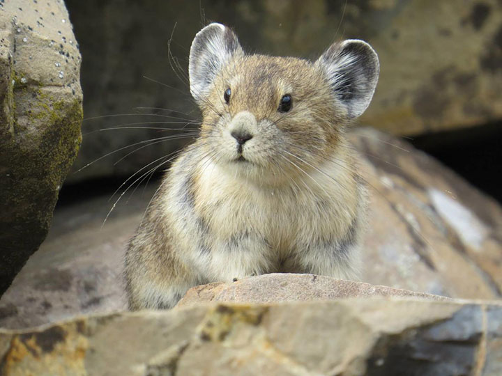 Climate change is threatening the tiny pika, a creature related to rabbits and hares.