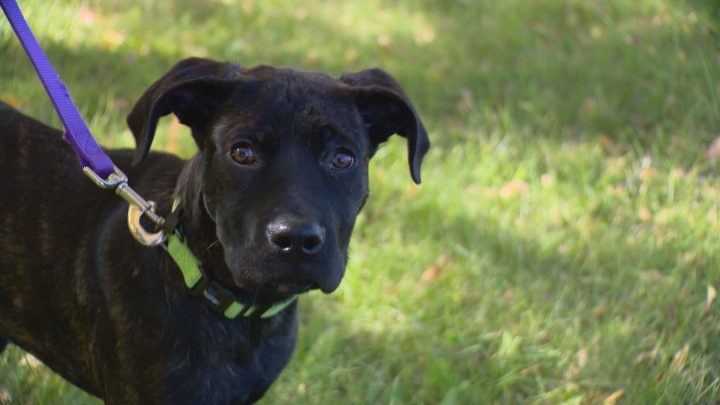 Montreal has put a ban on acquiring 'pit-bull type dogs' starting Oct, 3, but not all rescues in Saskatoon are open to accepting the displaced dogs.