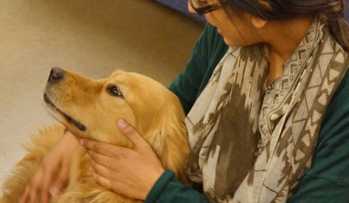 The B.A.R.K. program gives students the opportunity to meet with therapy dogs.