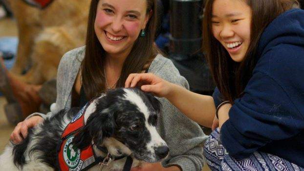 Dogs help new university students fight homesickness: study - image