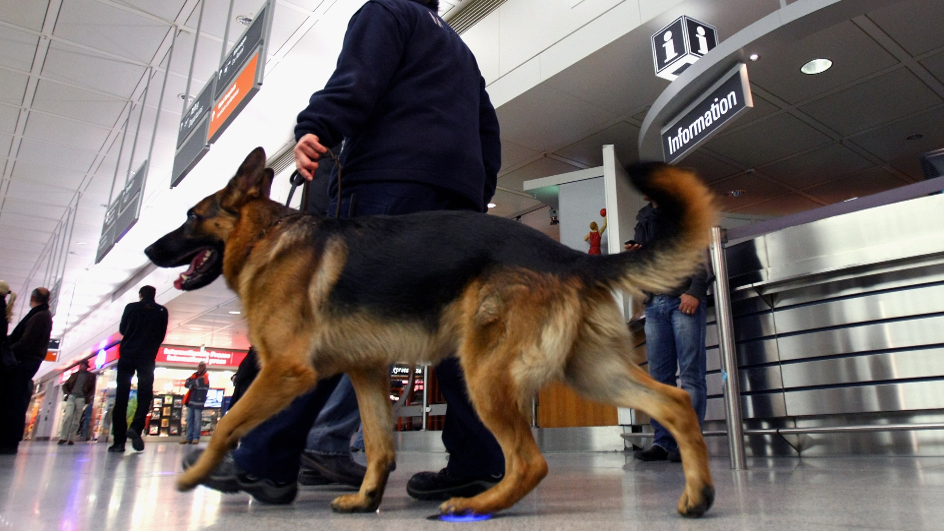 what are airport dogs sniffing for