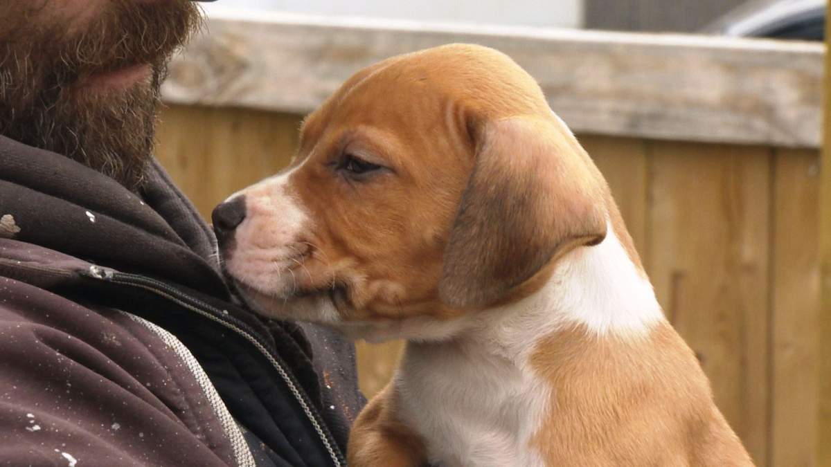 A litter of pit bull puppies was stolen from a Whitehorn home on Tuesday, Sept. 27 2016. 
