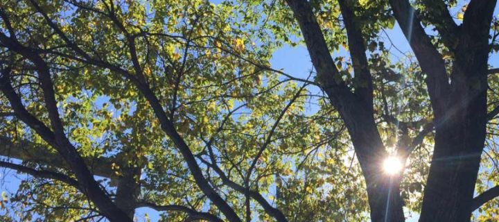 Big trees up for grabs - image