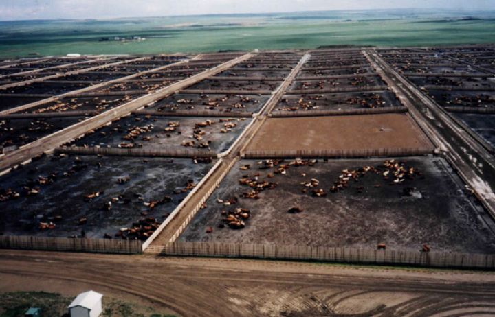 A look at Western Feedlot’s site near Mossleigh, Alta.