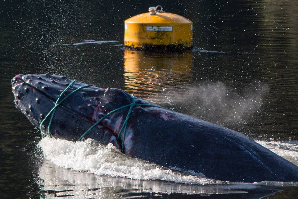 A young whale entangled in anchor line was rescued near Klemtu, B.C. on Sept. 12, but another humpback whale was found dead at the same site on Nov. 15.