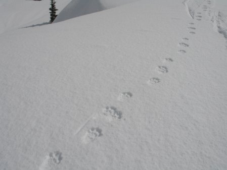 Alberta Wolverine Research Shows ‘bottleneck’ In Populations 