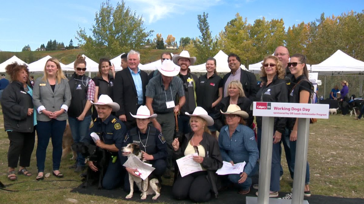 Honey the fire dog gets white-hatted at Working Dogs Day - image