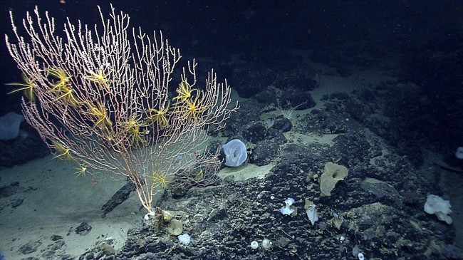 FILE - This undated file photo released by the National Oceanic and Atmospheric Administration made during the Northeast U.S. Canyons Expedition 2013, shows corals on Mytilus Seamount off the coast of New England in the North Atlantic Ocean. 