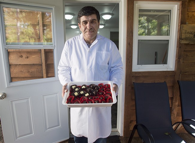 Assam Hadhad, a Syrian refugee who arrived in Canada last year, displays a tray of chocolates at his shop, Peace by Chocolate, in Antigonish, N.S. on Wednesday, Sept. 21, 2016.
