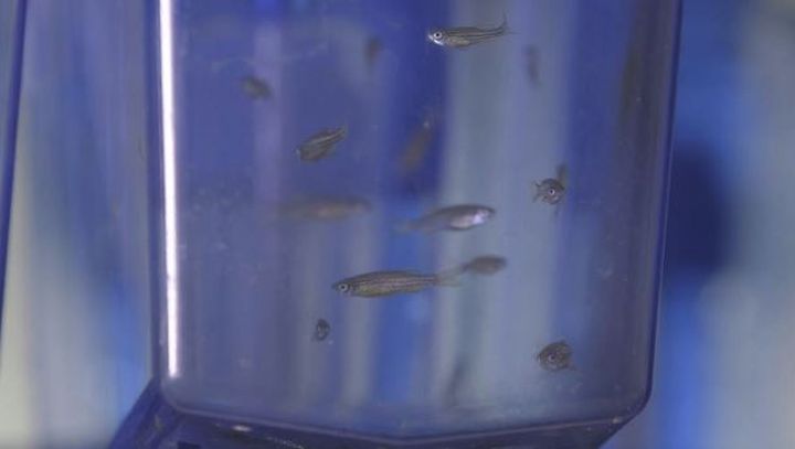 Research involving zebrafish could be helpful in treating epilepsy.