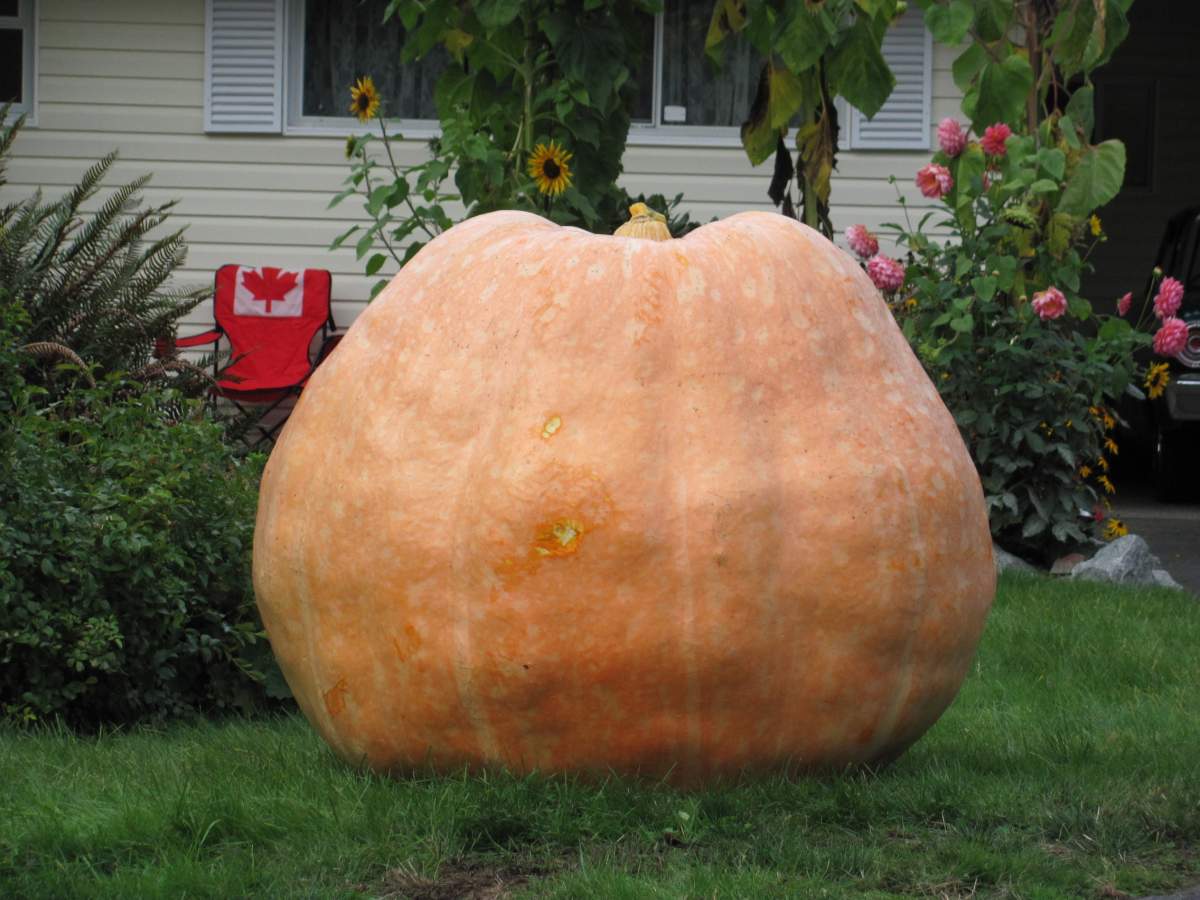 Andrea Dixon’s 1,077-pound pumpkin before the Krause Berry Farms Giant Pumpkin Weighoff 2016