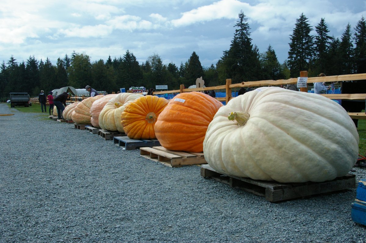 B.C. giant pumpkin competition awards 1,172-pound gargantuan gourd - image