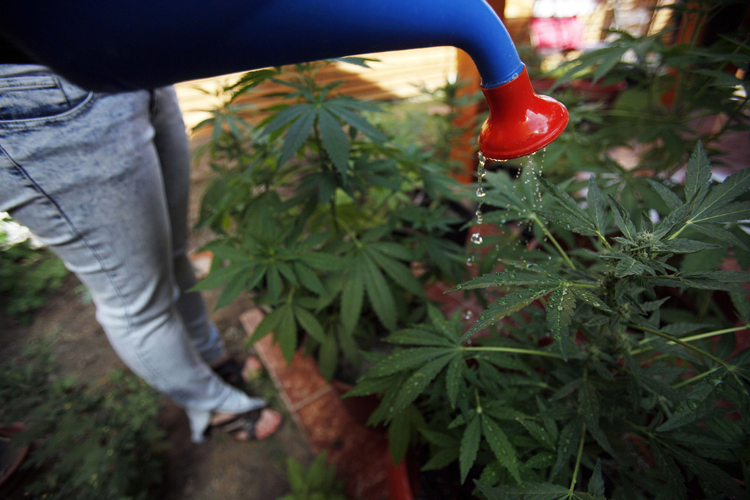Growing your own pot is easy for householders to do, and hard for governments to regulate. 