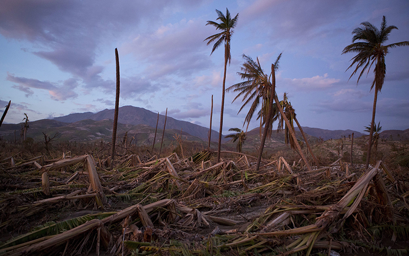 Banana and coconut trees are bent and broken along a southern coast road near the town of Roche-a-Bateau, Haiti, left behind by Hurricane Matthew. 